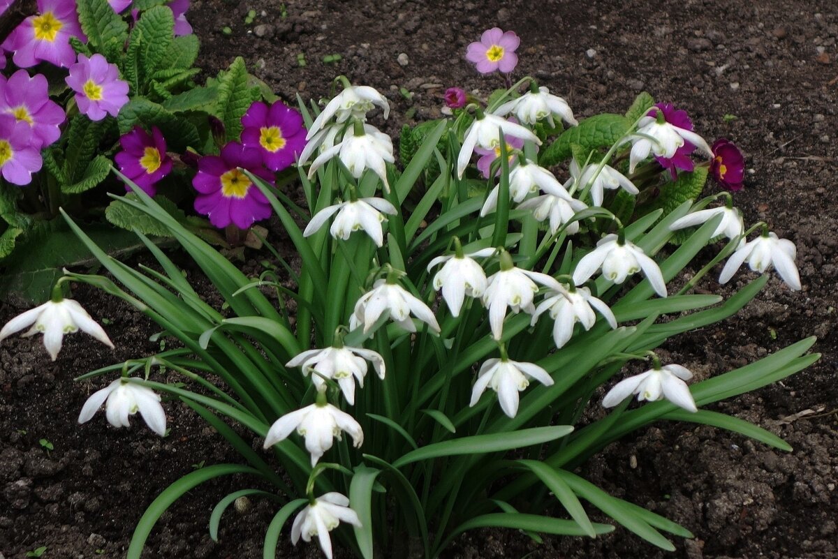 Подснежники - Рита Симонова