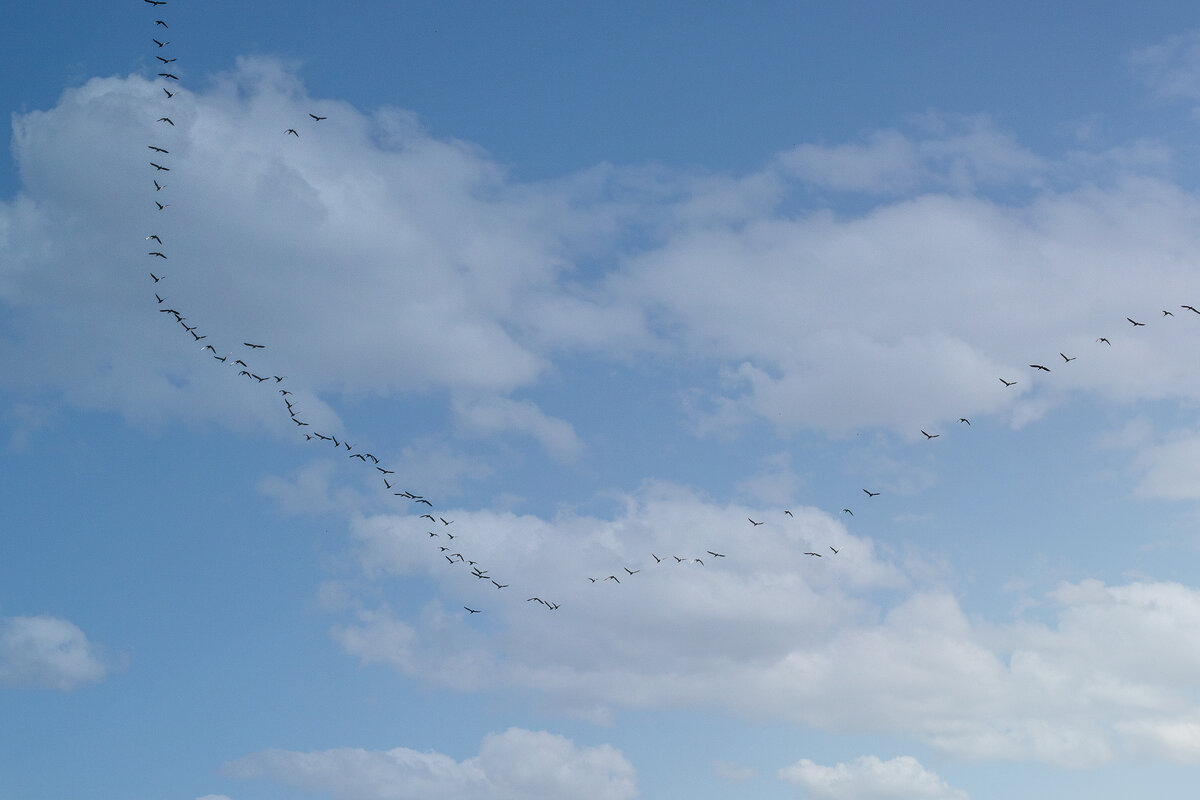Первый журавлиный клин. - Анатолий. Chesnavik.