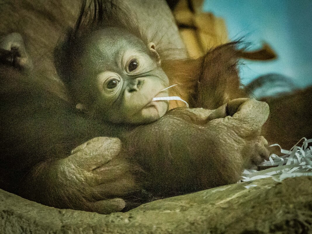 Орангутан  Бушель. - Аркадий Лаптенко