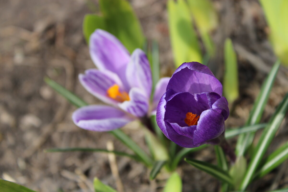 Первоцветы - Ирина Лесиканич