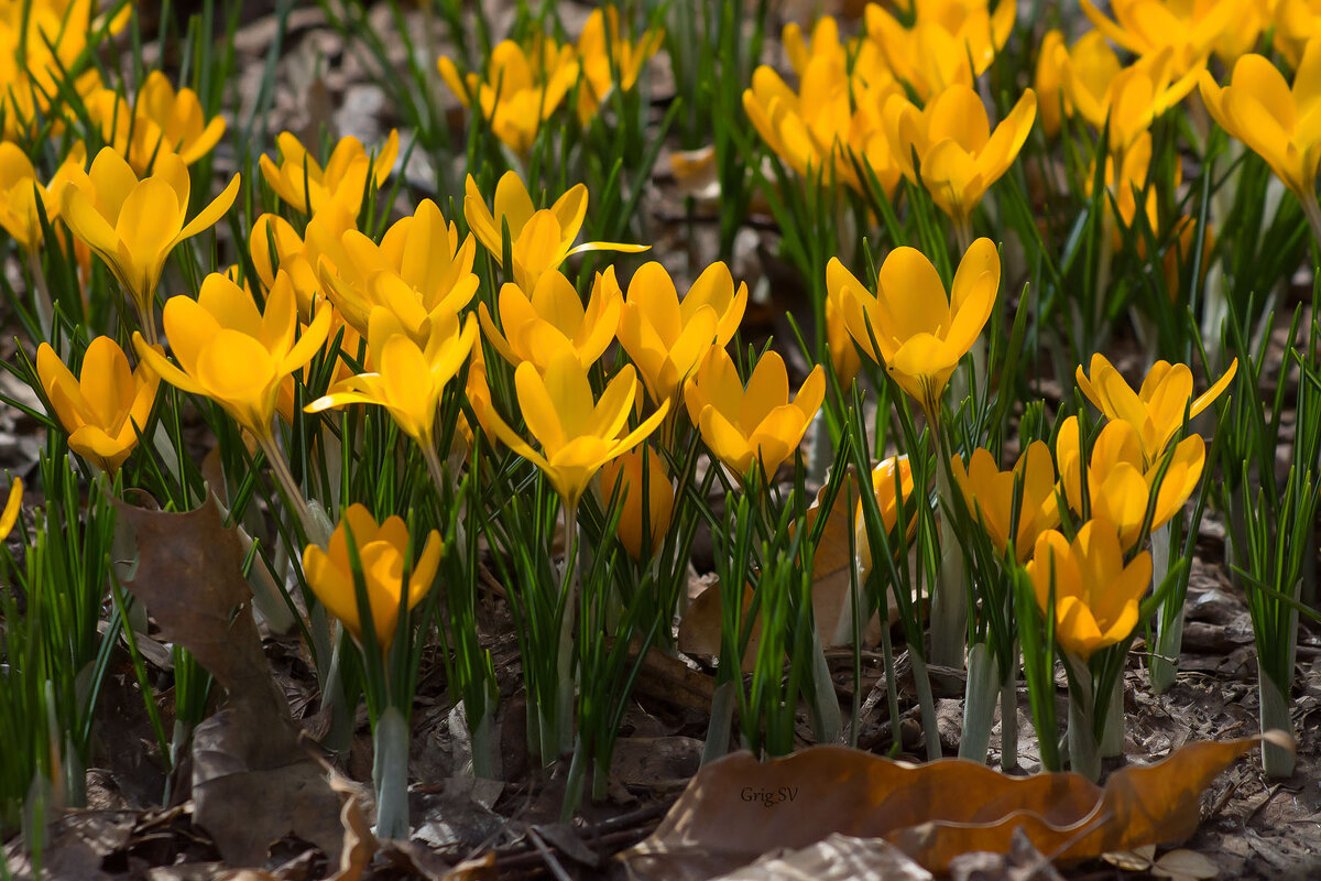 Крокусы - Светлана Григорьева