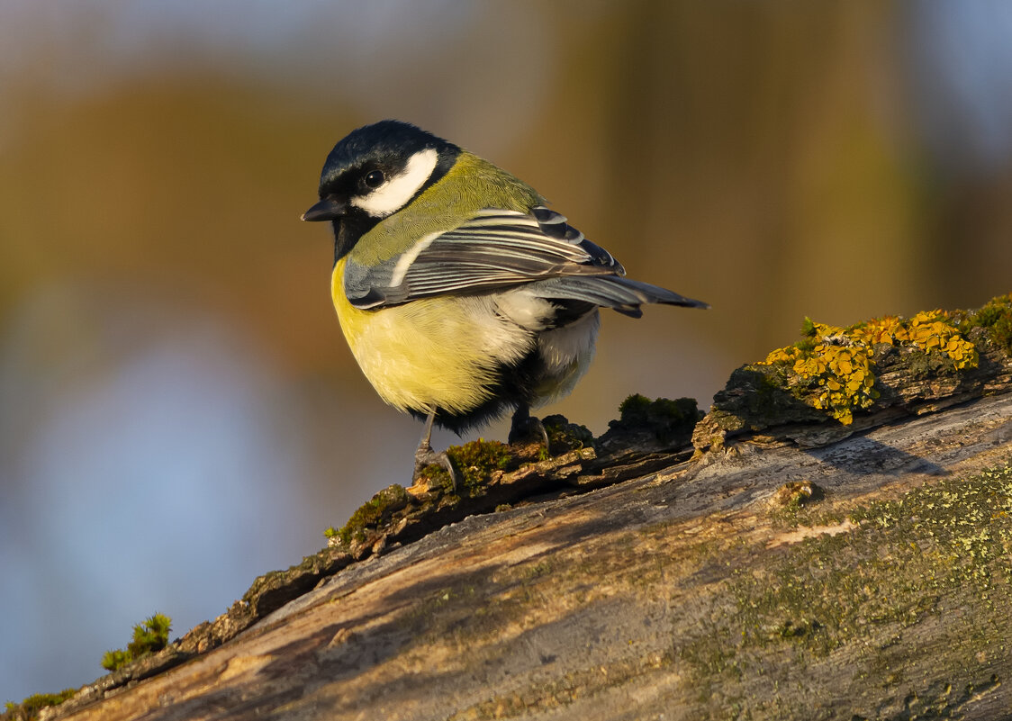 *** - Виталий Емельянов