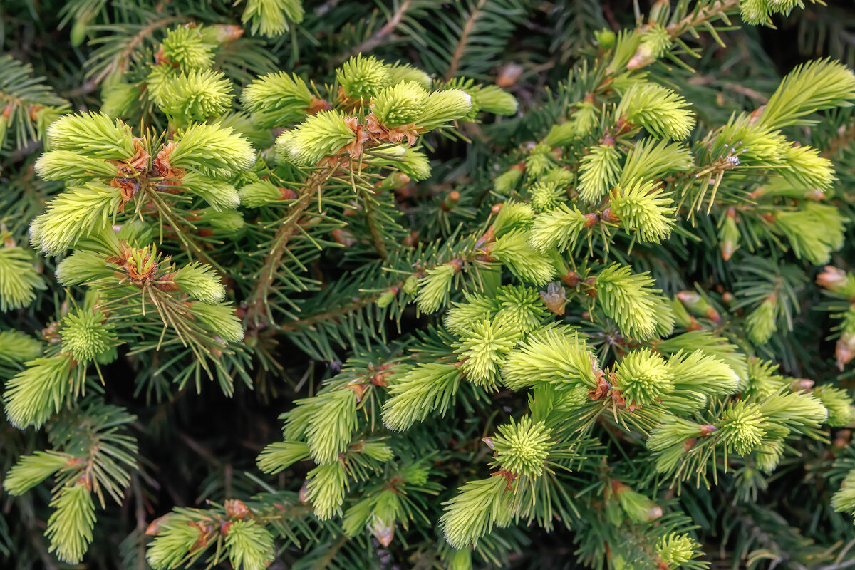 Весна - Владимир Колесников