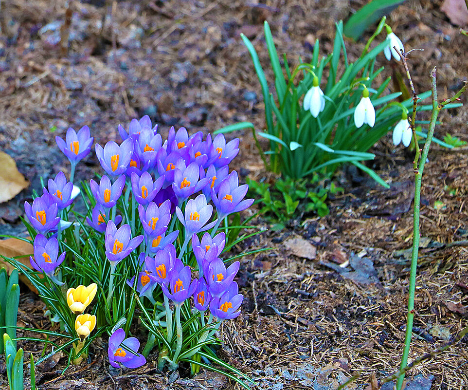 Весеннее разноцветье - Светлана 
