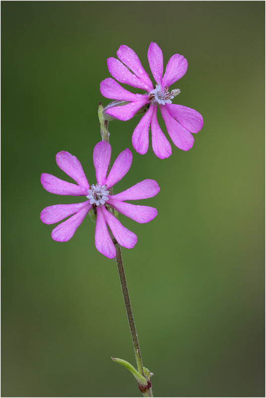 Смолёвка окрашенная (лат.Silene colorata). - Александр Григорьев