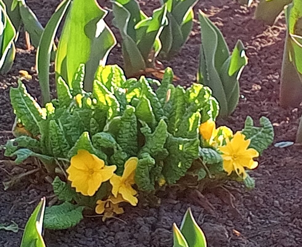 Примула - Сапсан 