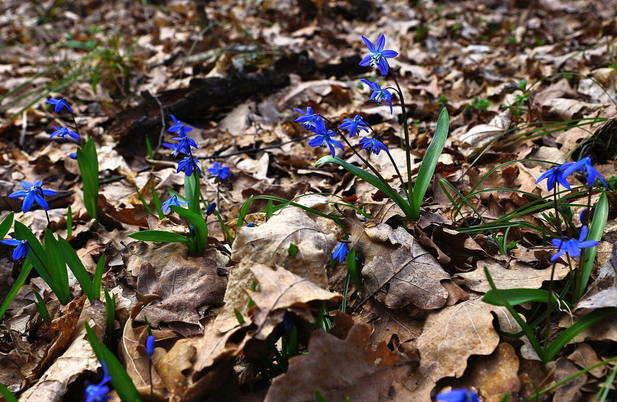 первые... - Александр Герасенков