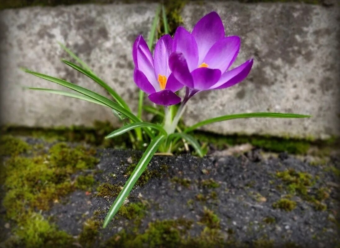 Крокусы - Елена Сухорученкова