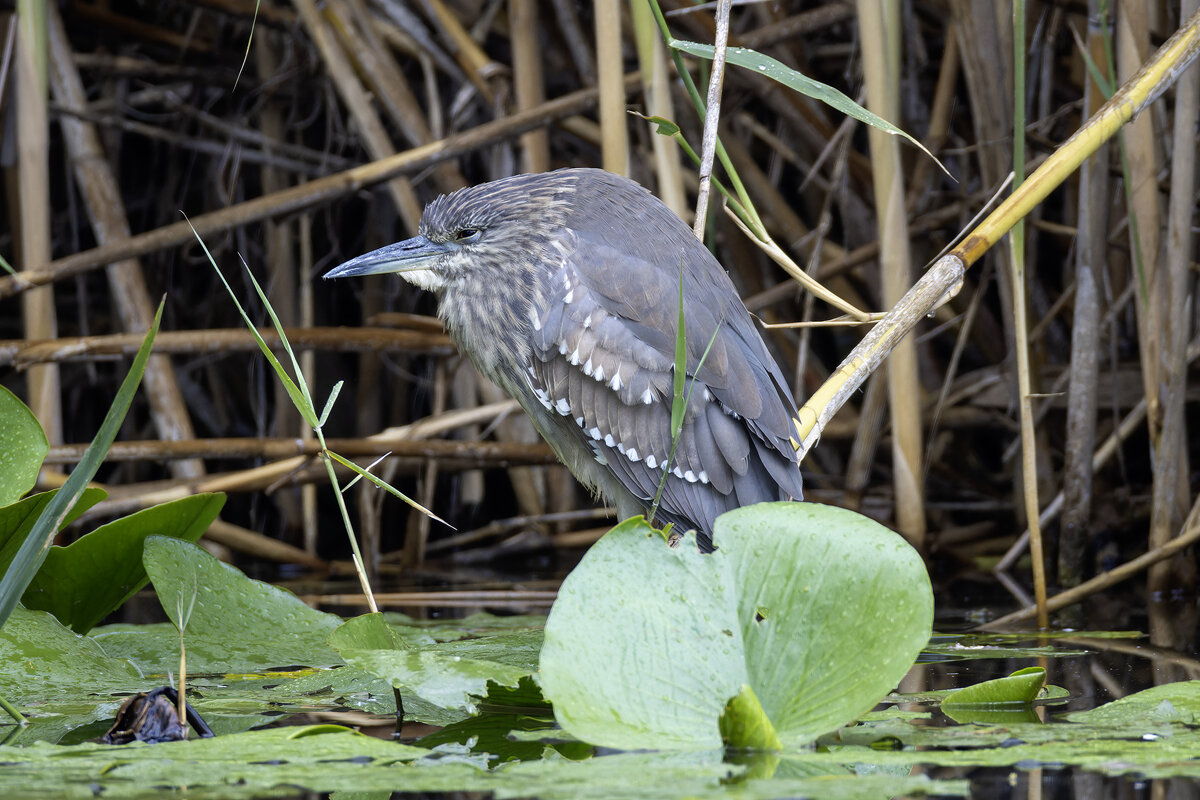 Кваква. - Alexander Amromin