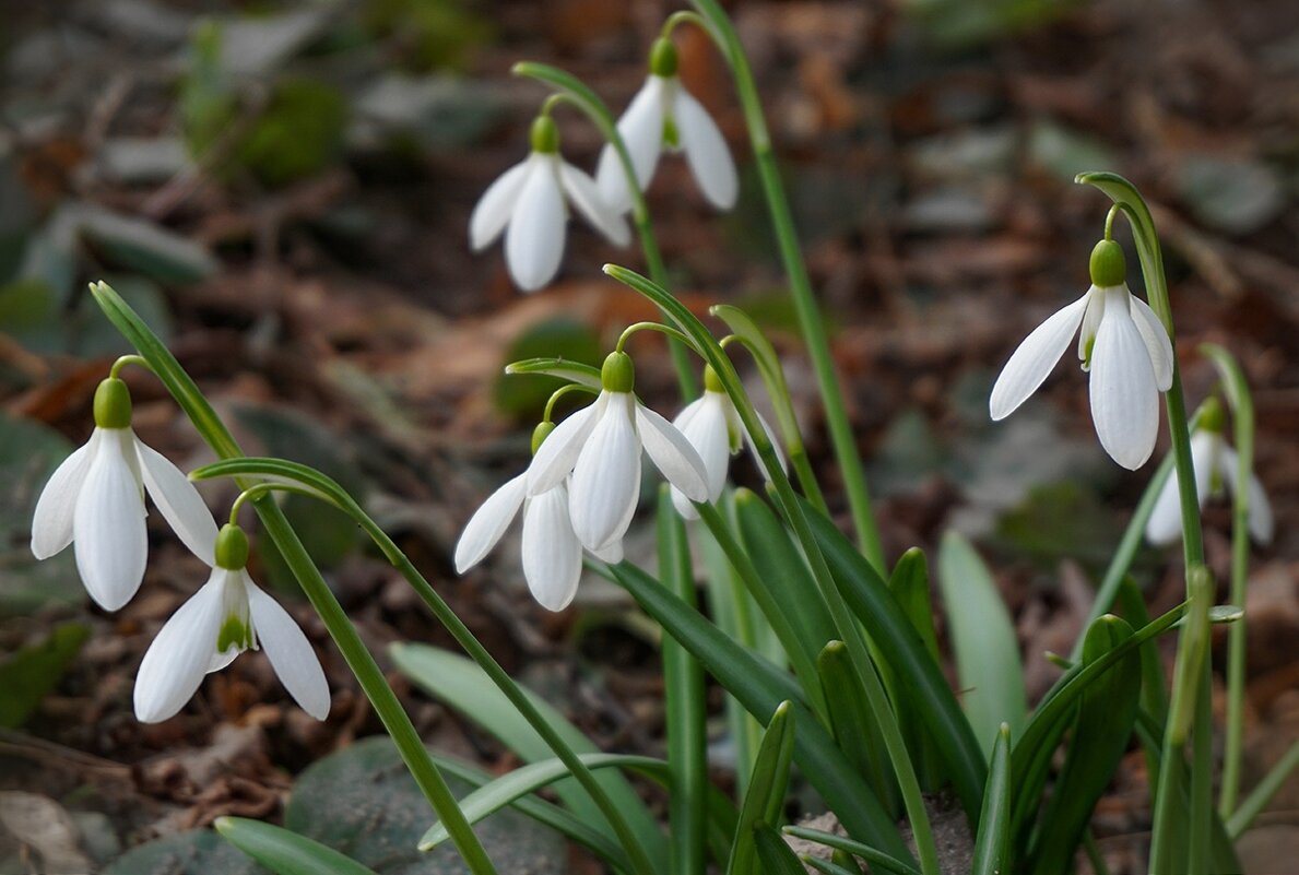 Подснежники - Ольга 