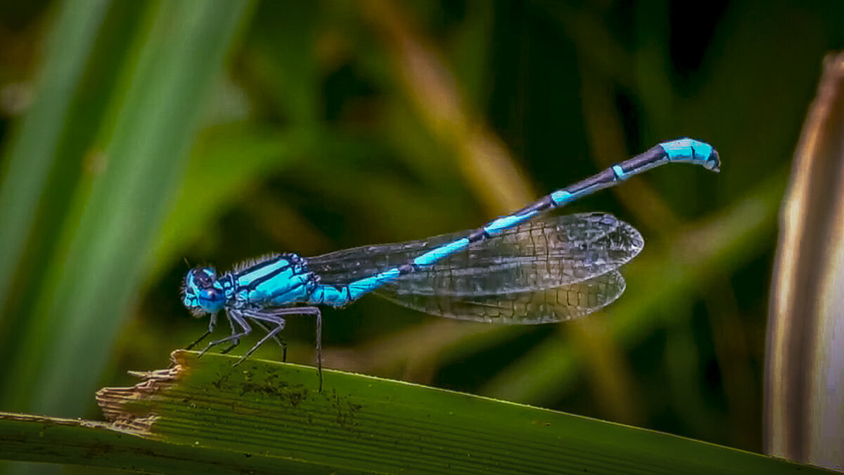 Стрелка голубая - Aleksey Afonin