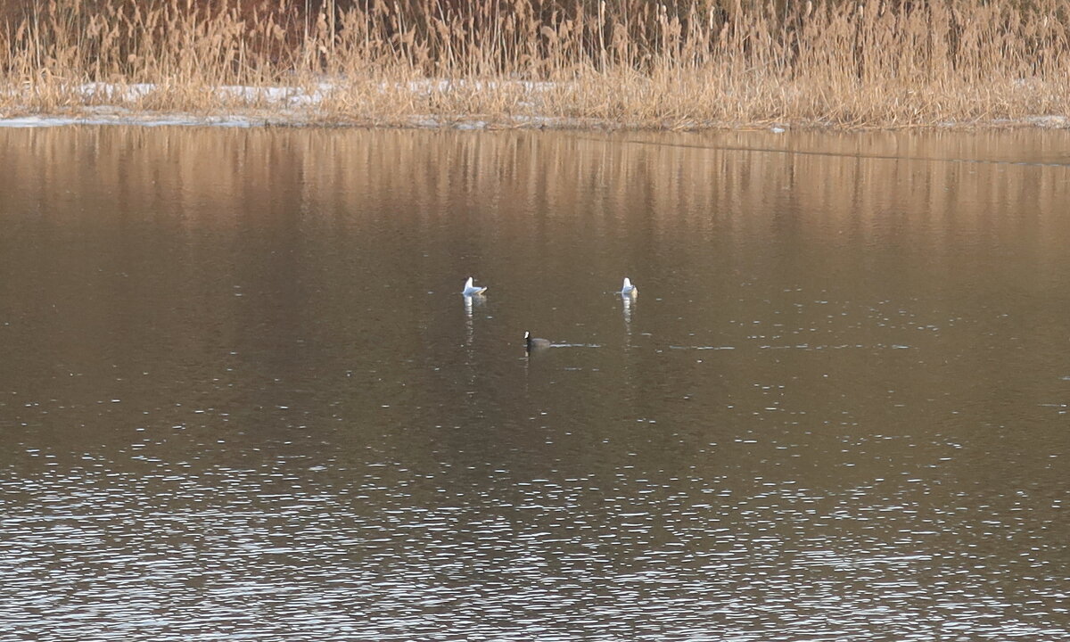 Весенний водоем - Дмитрий И_