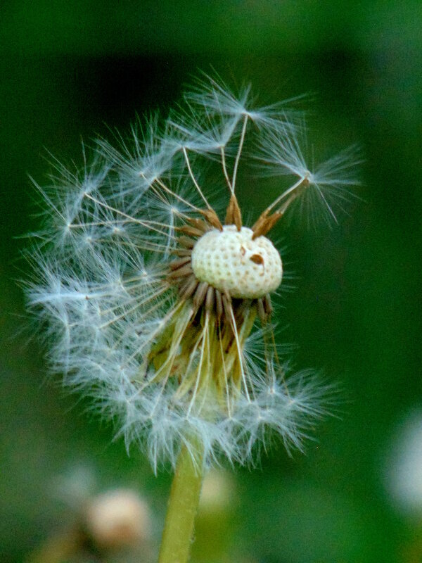 Одуванчик постарел. - nadyasilyuk Вознюк