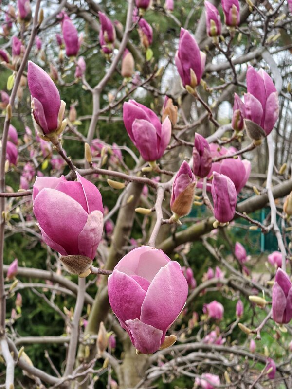 Магнолия - Валерий Ткаченко