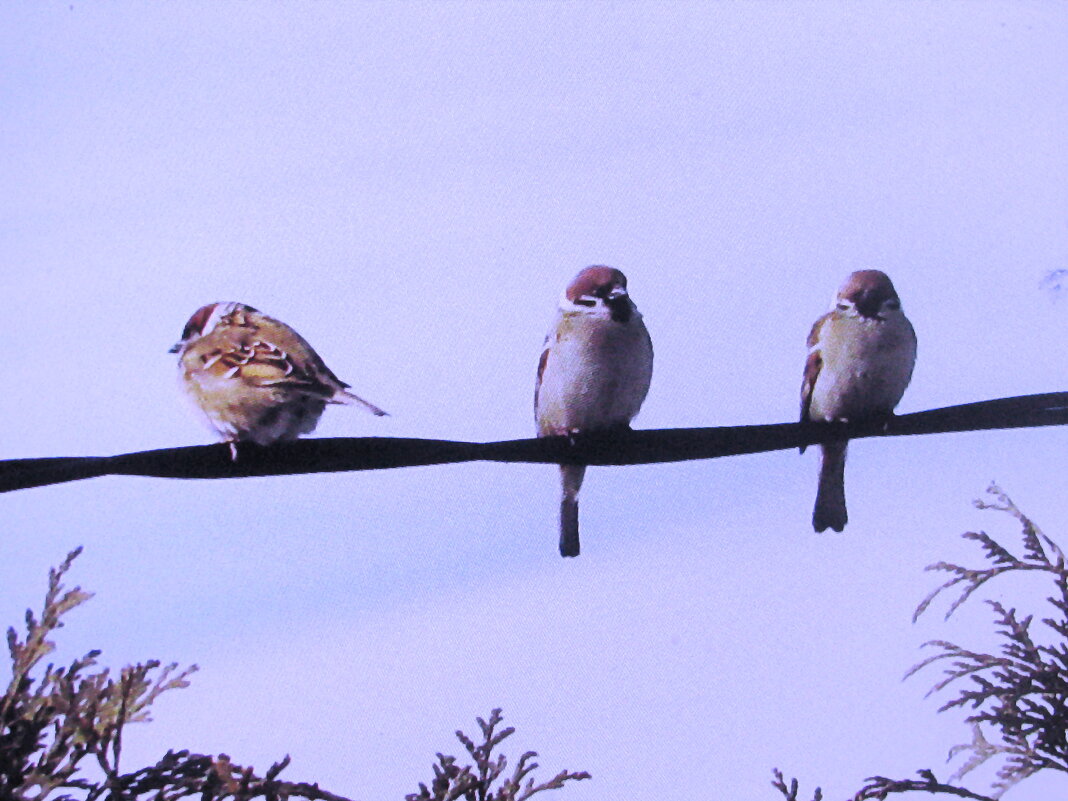 ,Отдыхают - Людмила Смородинская