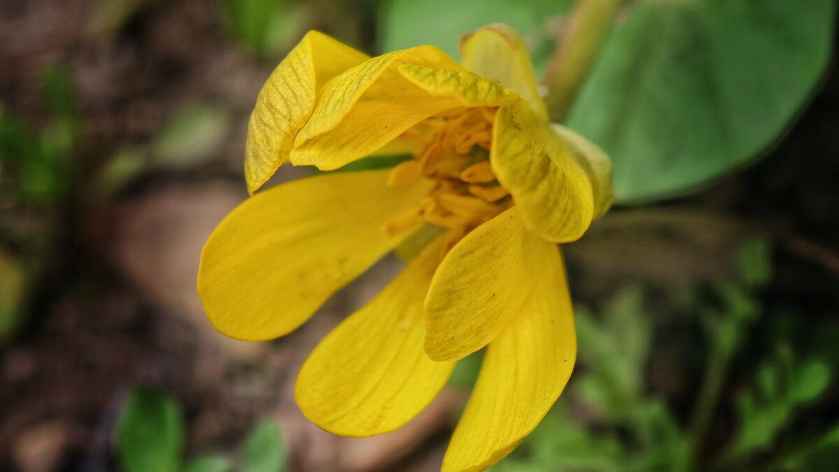 Чистяк весенний - Мариша Тим