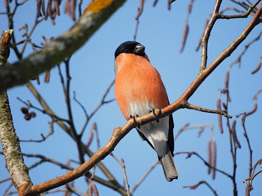 Снегирь - Лина 