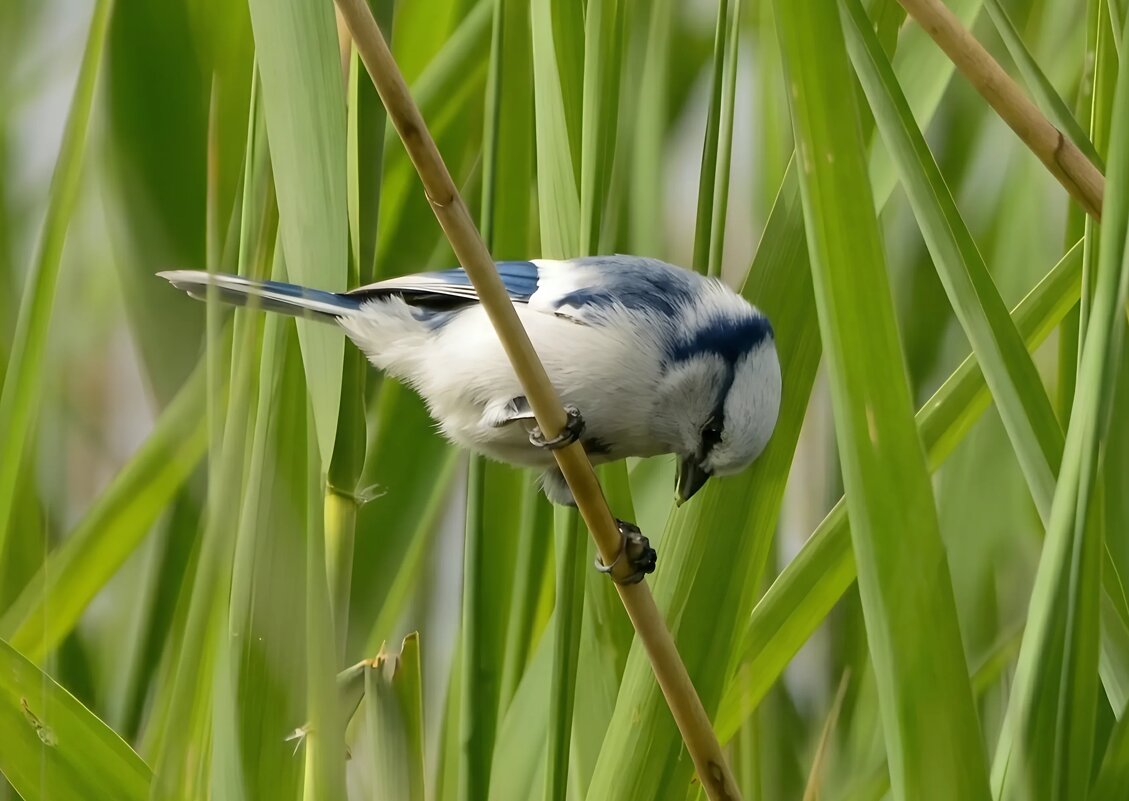 Белая лазоревка (князёк) - Владислав Иопек