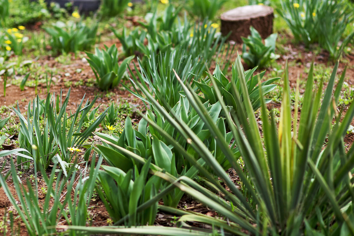 Зелень! - Юрий Гайворонскiий
