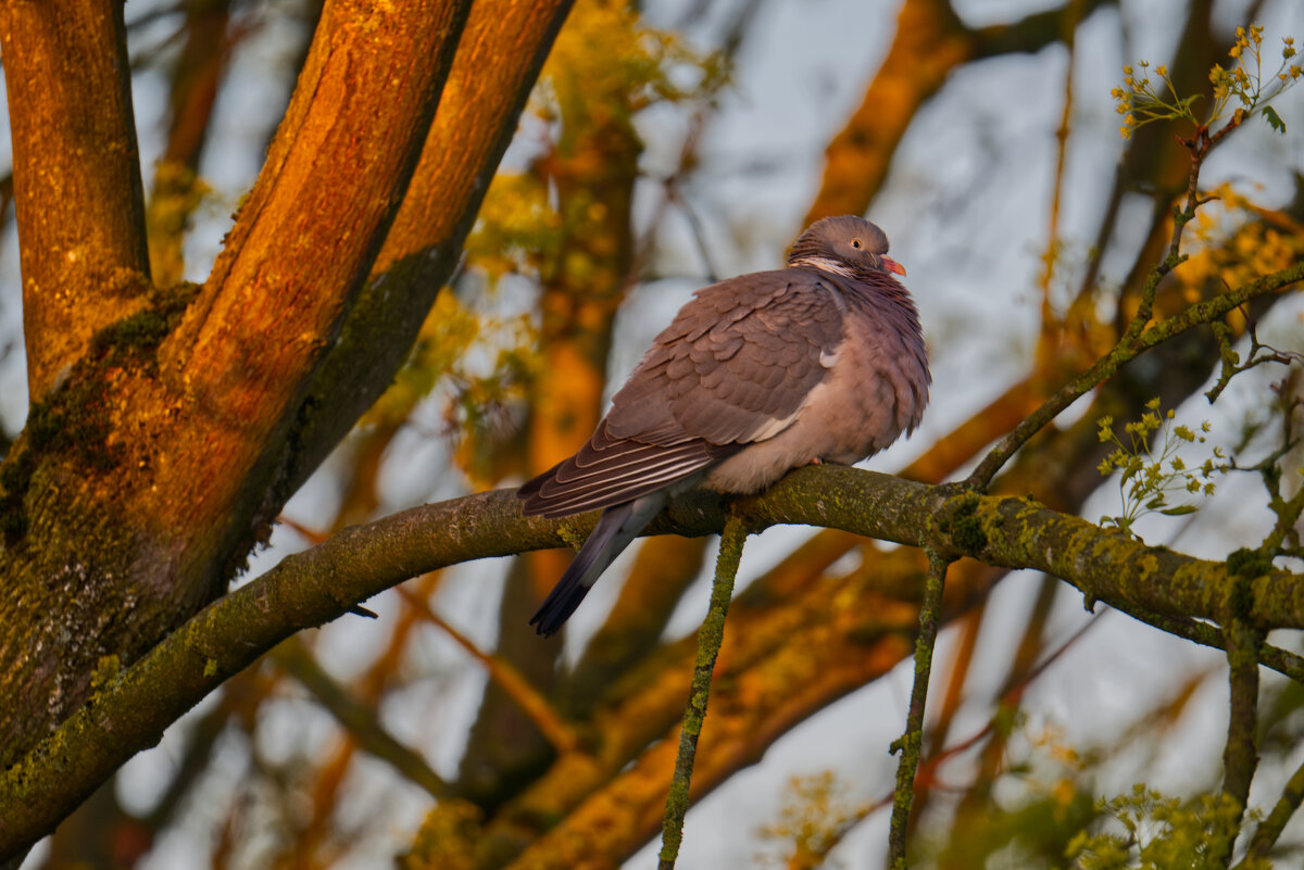 На заре - Jakob Dick