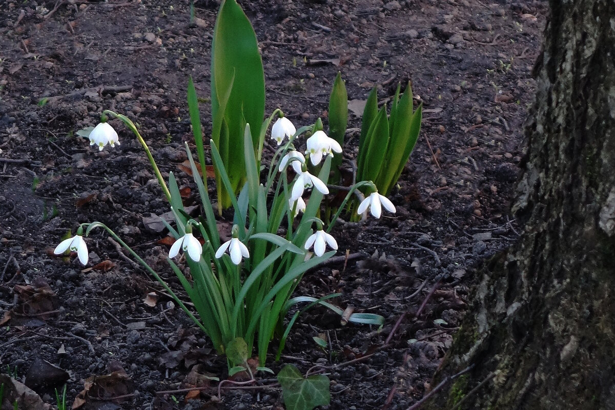 Подснежники и Белоцветник - Рита Симонова