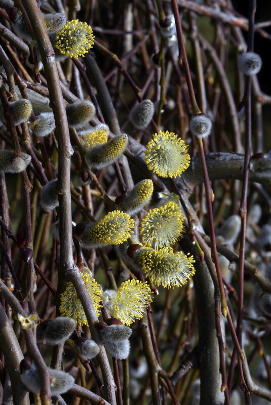 верба 27 марта - Михаил Бибичков