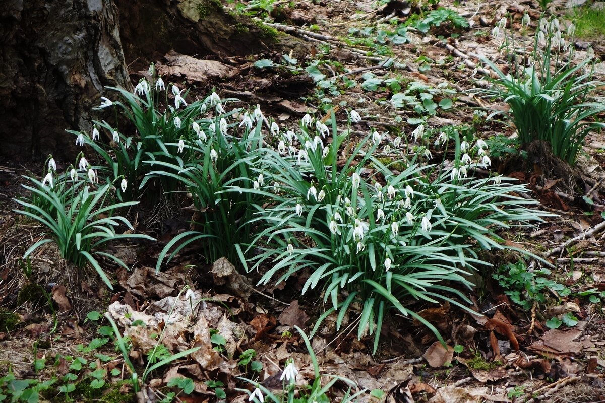 Подснежники  отцветают - Рита Симонова
