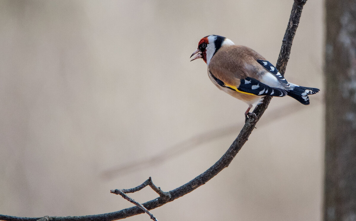Щегол. - Владимир Безбородов