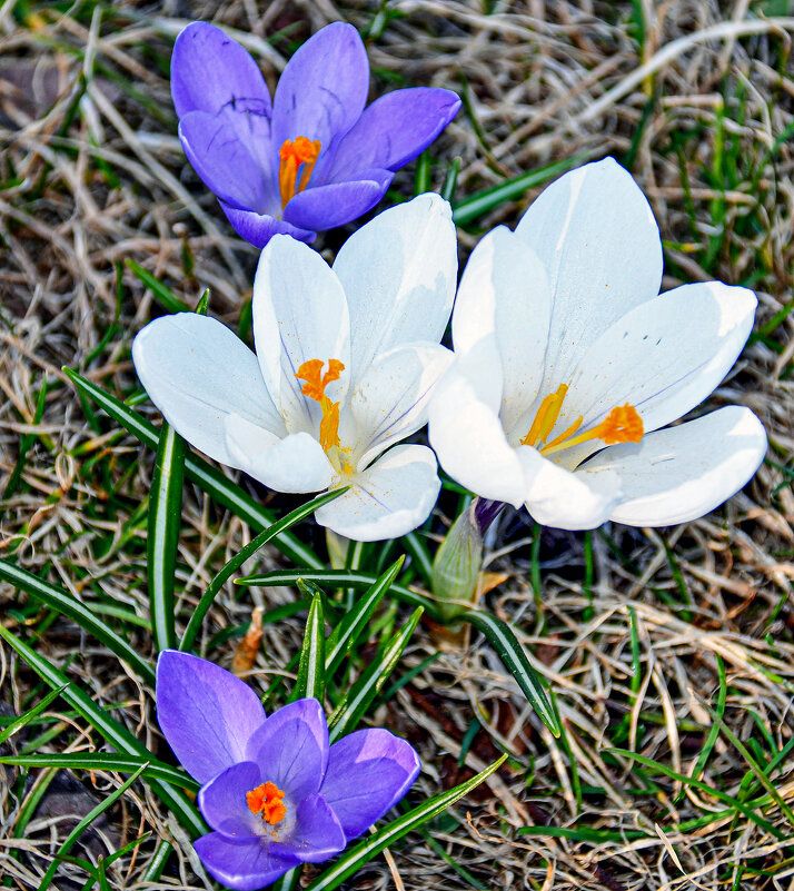 Одни из первых - Alexandеr P