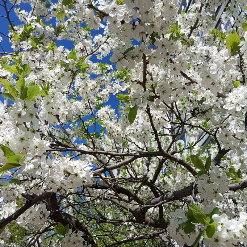 В месяце мае - Елена Семигина