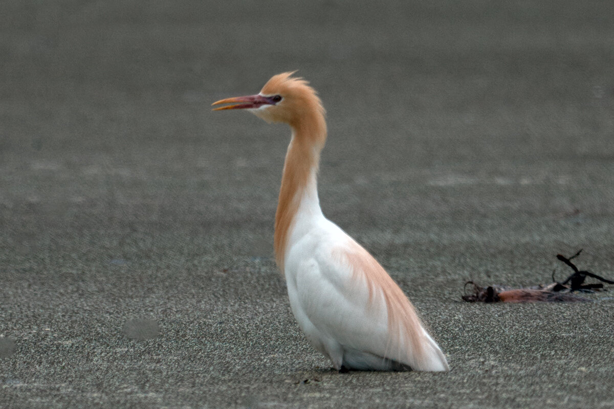 Египетская цапля/Восточная египетская цапля - Yudong Liu