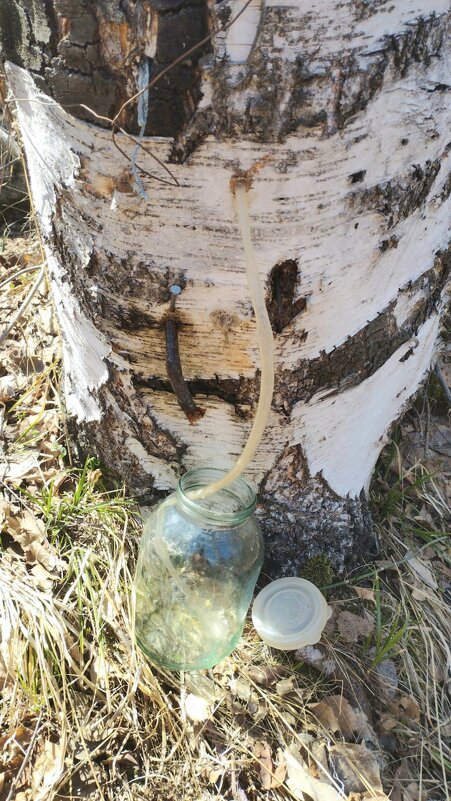 Берёзовый сок.... - Murat Bukaev 