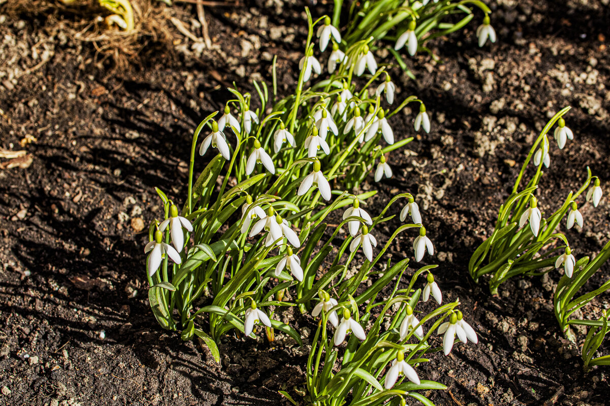 Стали птицы громче петь и расцвёл ...... - Петр Беляков