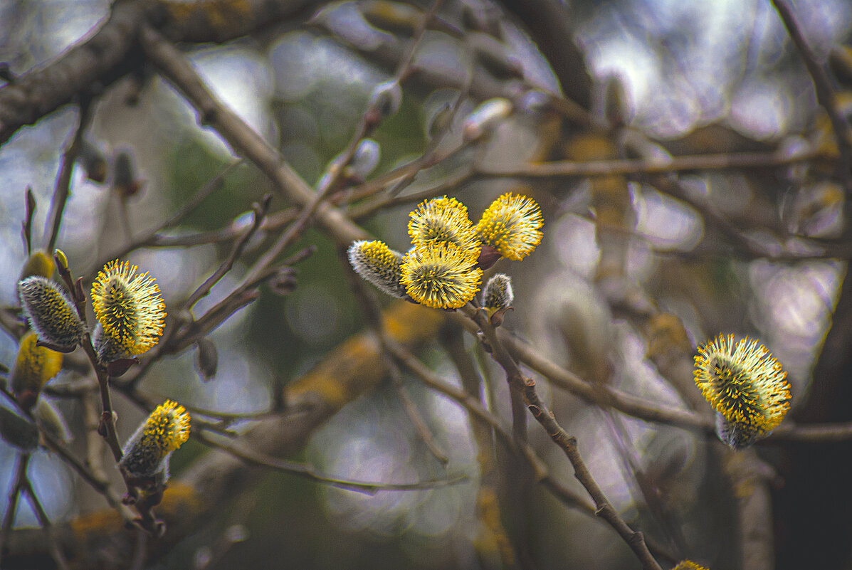 Проявления весны - Владимир Кроливец