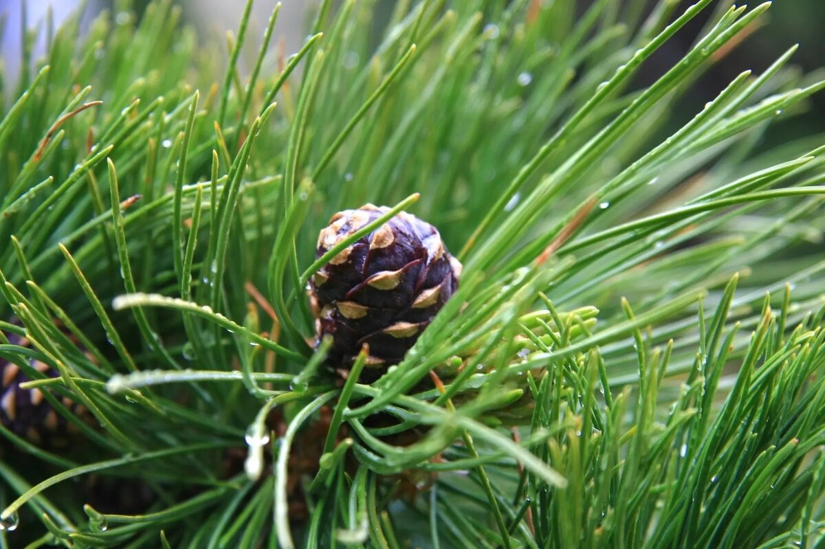 Шишка - Виктор Фоменко