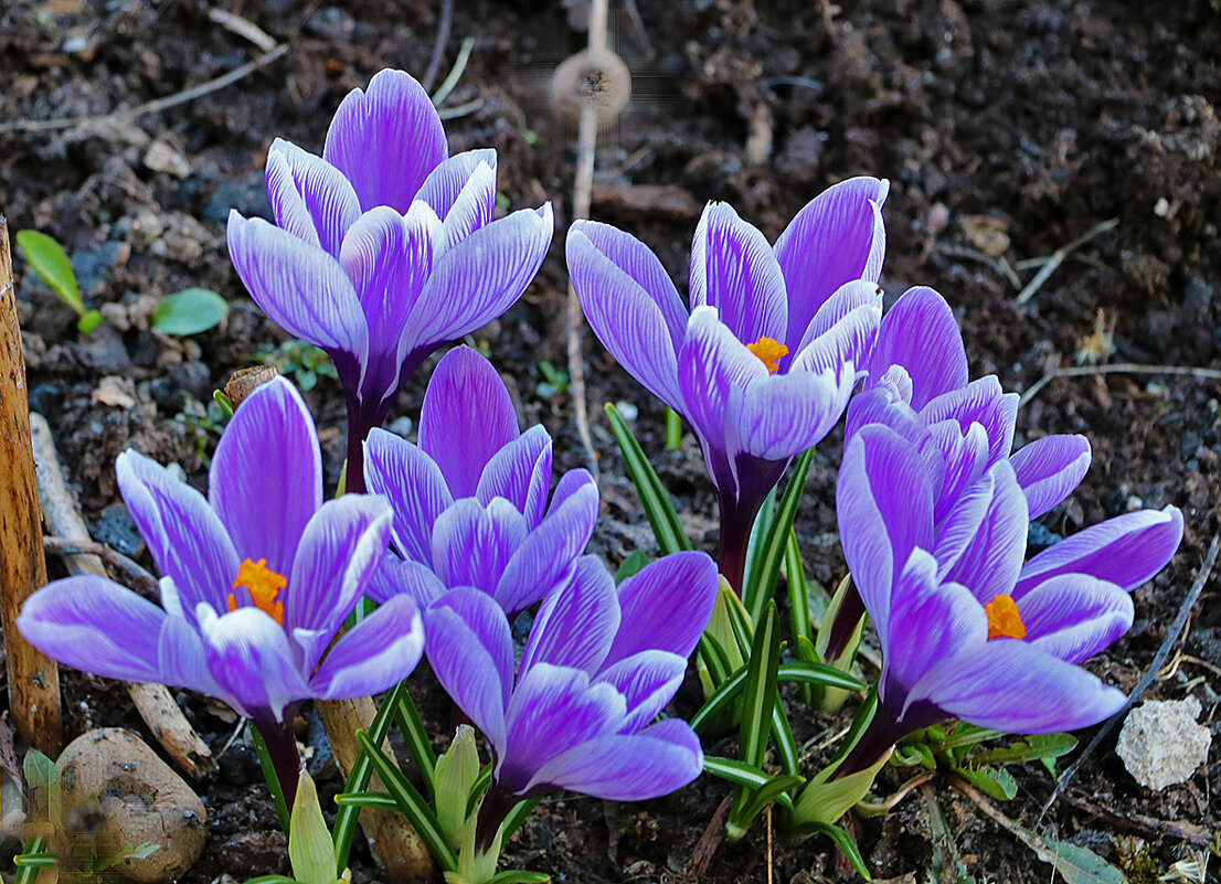 Красота весны - Светлана 