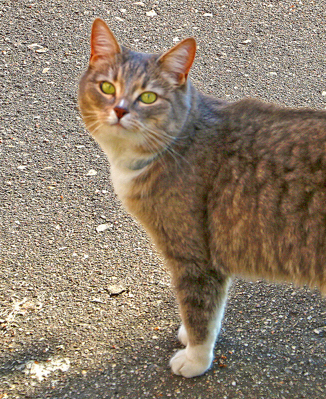 Портрет моей соседки - Светлана 