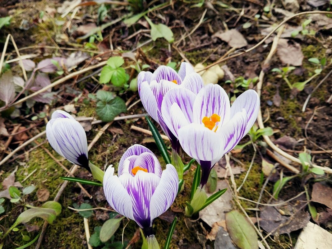 Крокус крупноцветковый - Сергей Кочнев