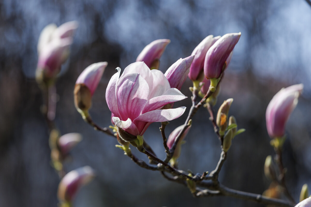 Магнолия - Светлана Тихонина