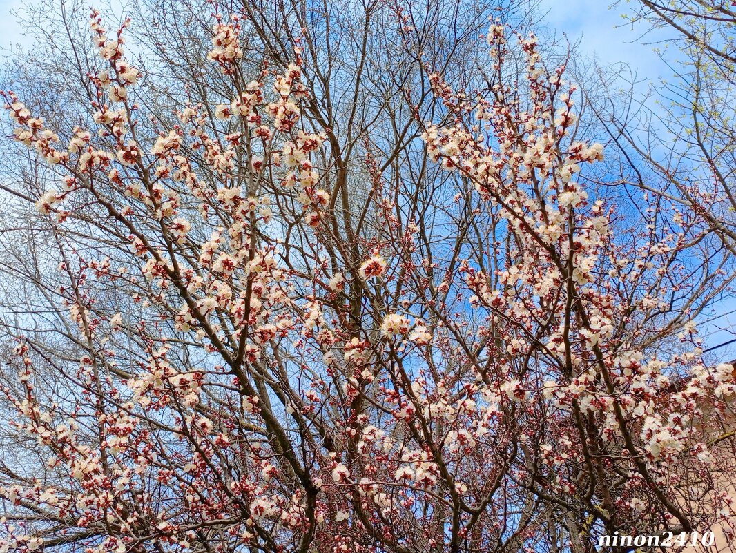 Весна на ростовских улицах - Нина Бутко