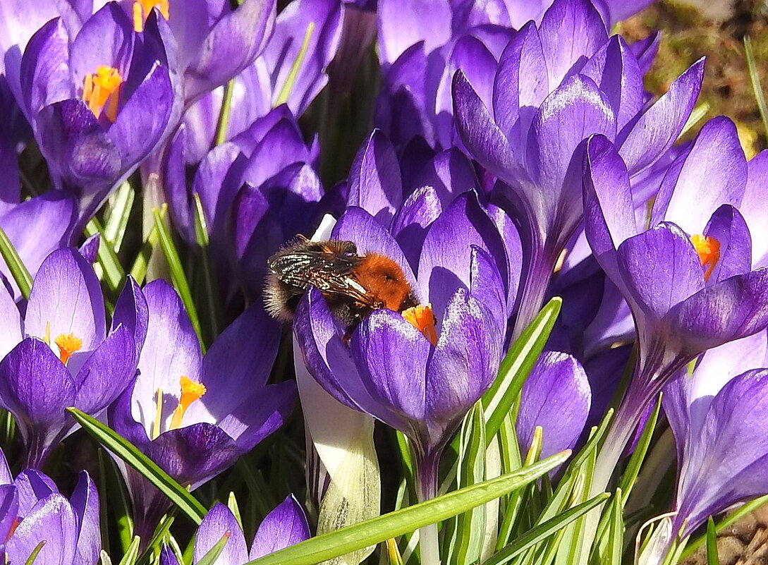 весна - ИННА ПОРОХОВА