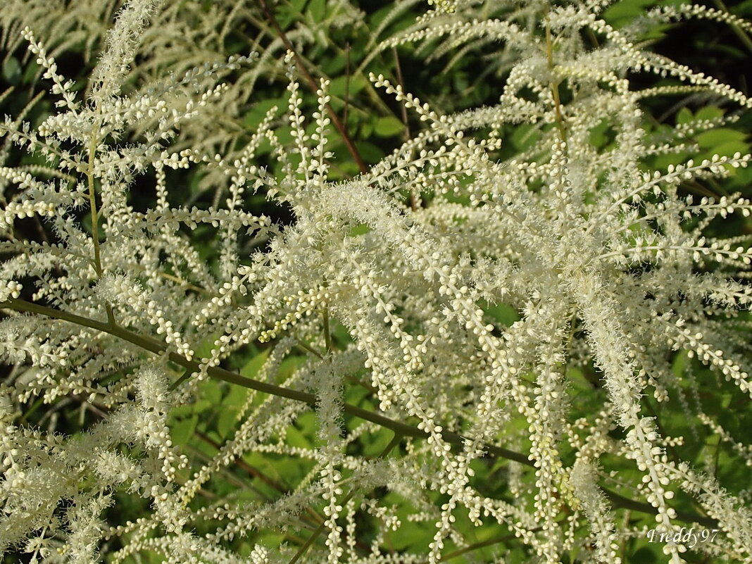 Волжанка - Freddy 97