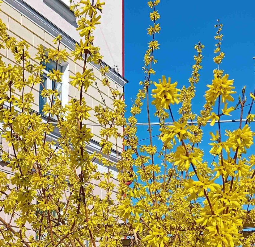 Форзиция зацвела - Галина Бобкина