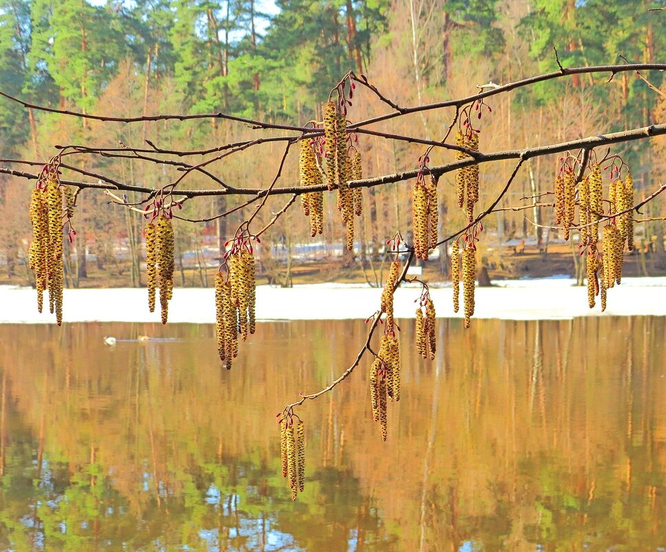 Гирлянда над озером - Андрей Снегерёв