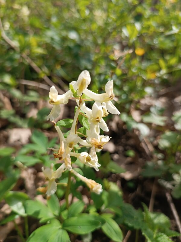 Цветок интересно очень - Вячеслав Коломойцев