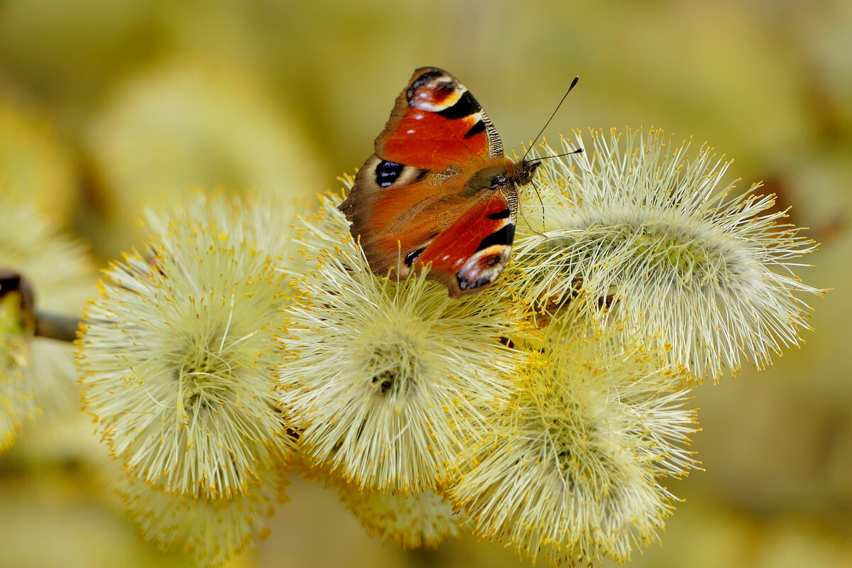 из снятого сегодня 10 - Александр Прокудин