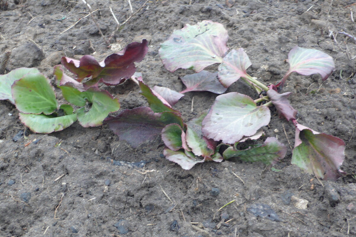 Бадан в апреле. - Михаил Елочкин