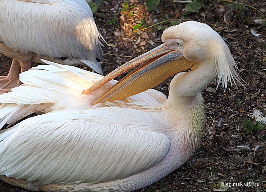 редкие птицы - Олег Лукьянов