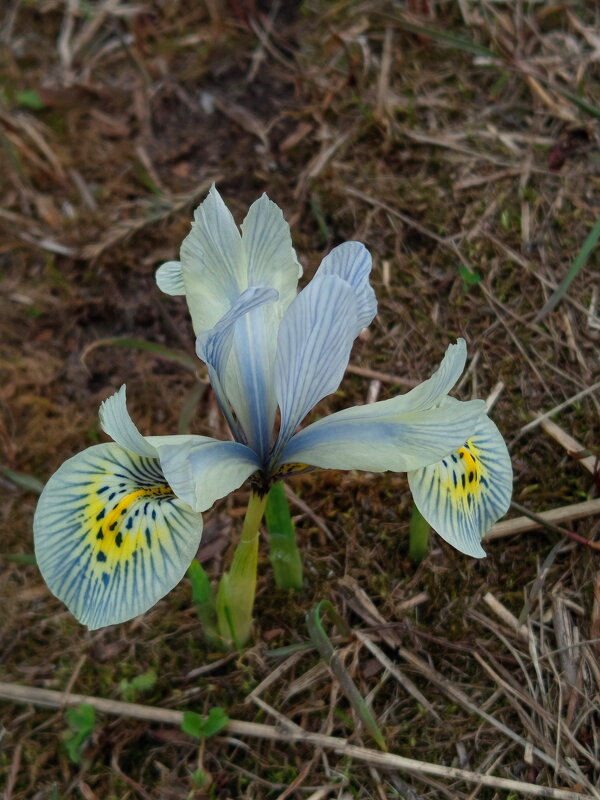 Мои первые цветы года - Андрей Лукьянов