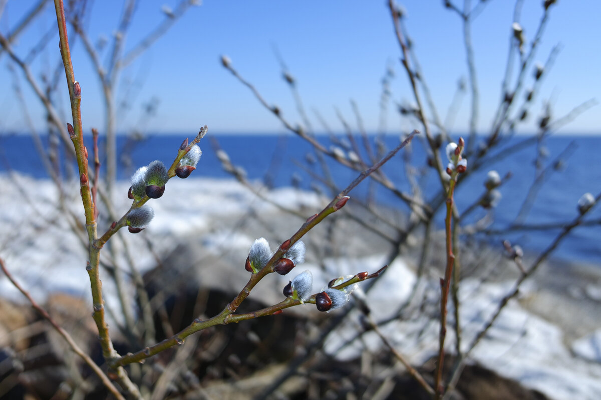 весна - ВЛАДИМИР 